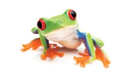 Frog Financial Management